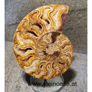 Ammonite /Fossil  - links